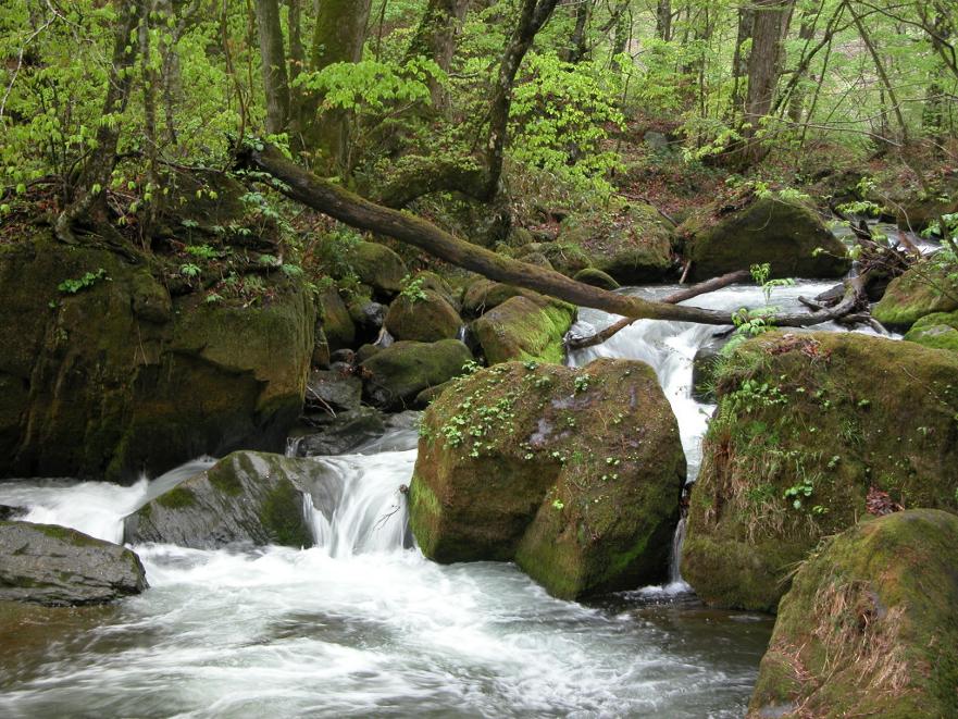 A vibrant forest stream with white water rapids, cascading over large, moss-covered boulders and fallen logs under green trees.